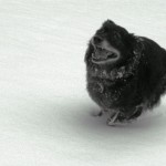 Rupi_Schnee