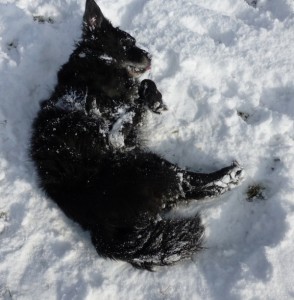 Ruppert im Schnee